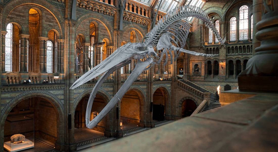 Что посмотреть в Лондоне: 10 самых интересных музеев