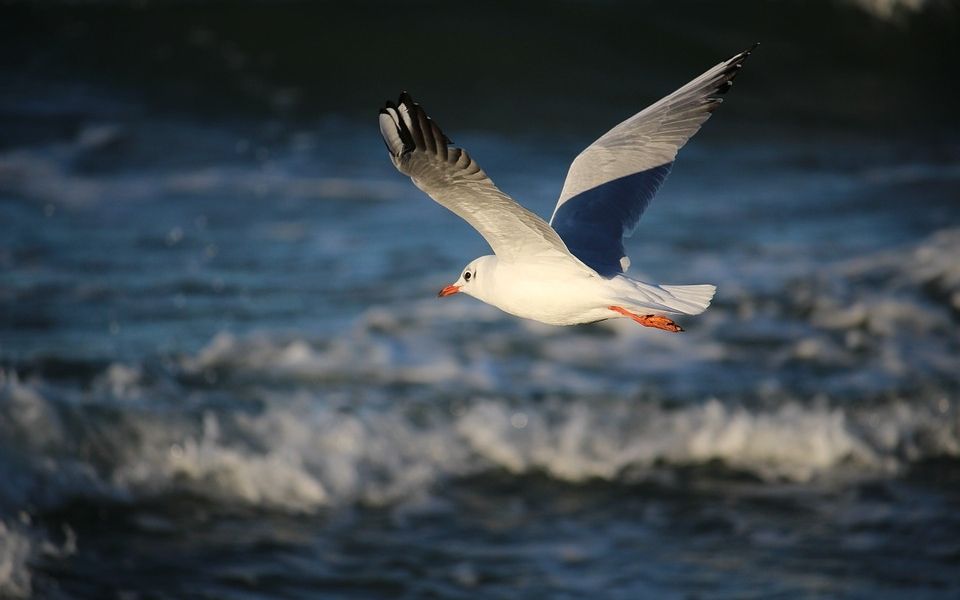 Куда сходить на пляж в Таллине: где купаться и загорать в столице