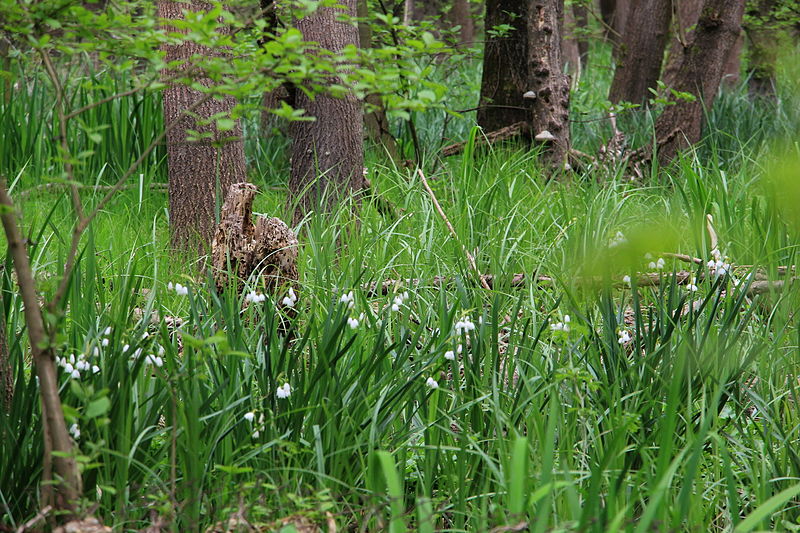 Reservata Baltata, Kranevo