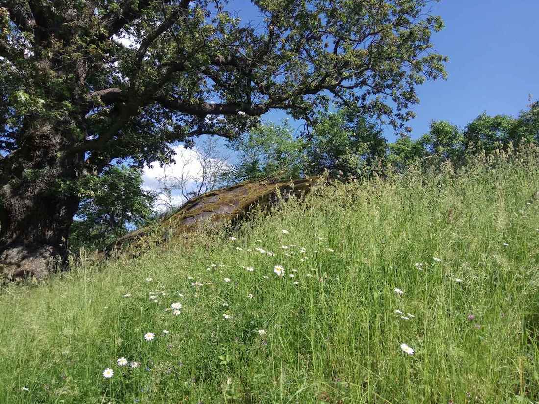 природа Юргордена